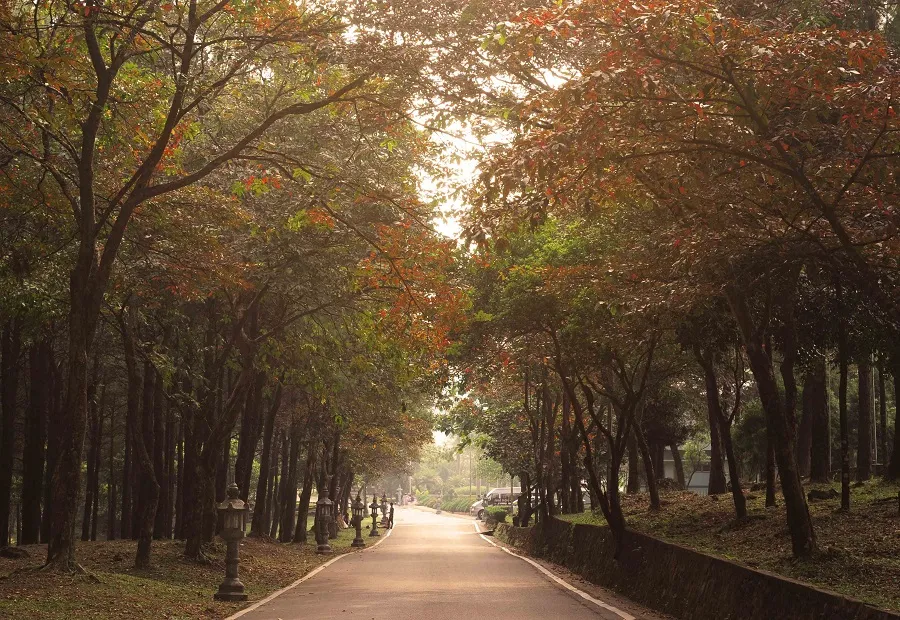 Rừng thông Ba Vì