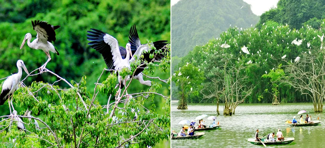 A Safe Haven for Diverse Bird Species