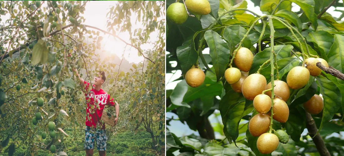 Orchards: A Tropical Delight