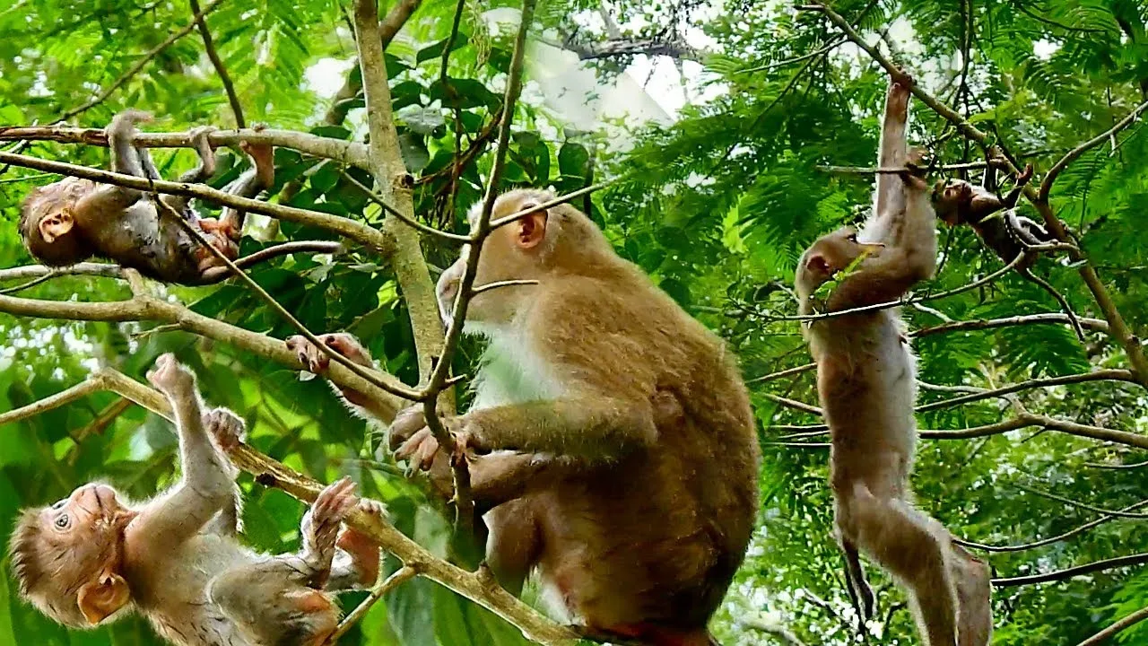 Ninh Binh Cuc Phuong botanical garden