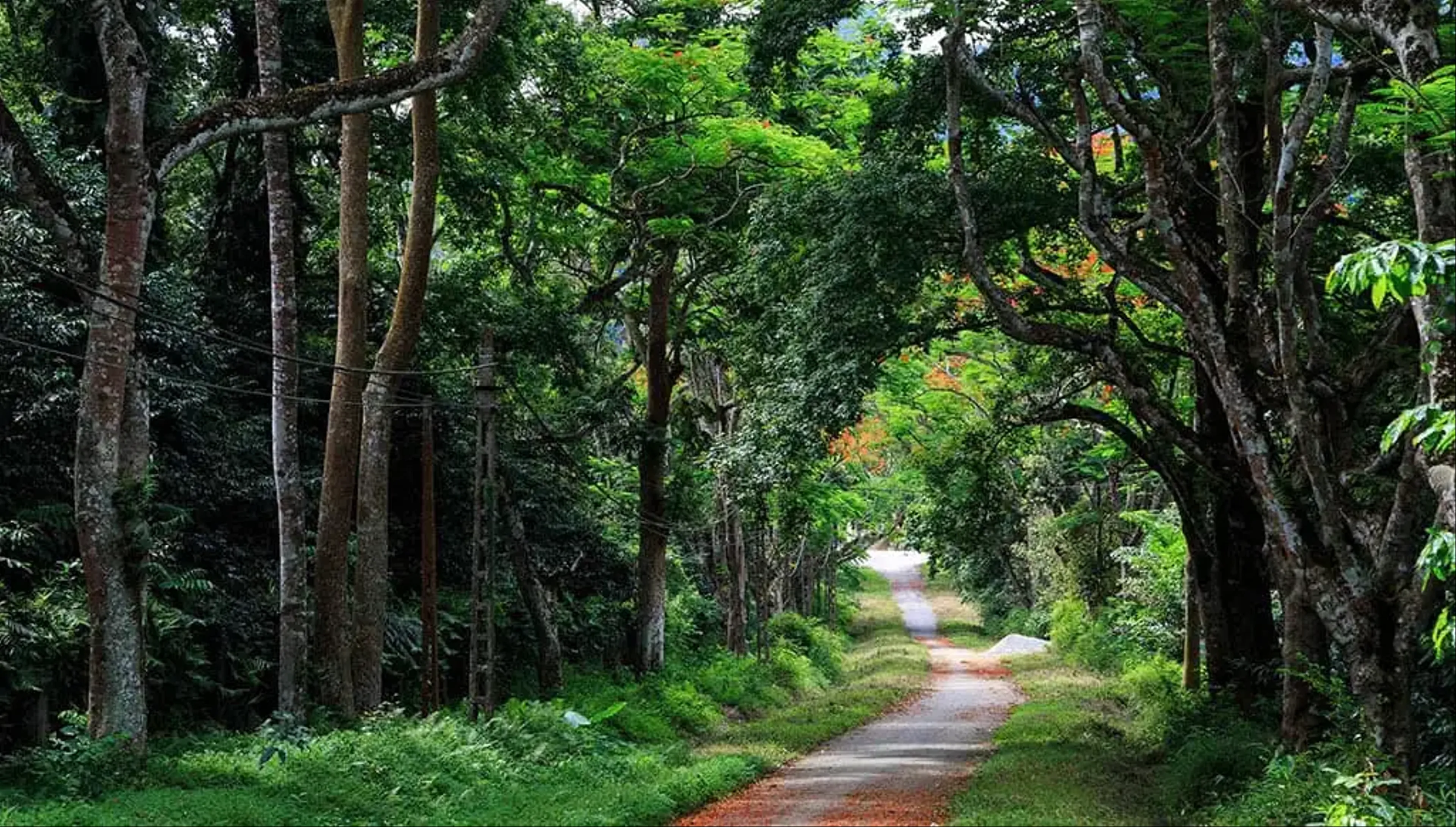 Ba Vi National Park - An ideal destination for nature lovers