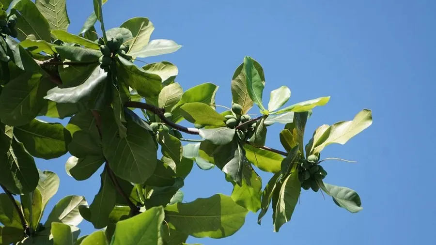 The almond tree at the prison is a witness to the days of the nation's struggle