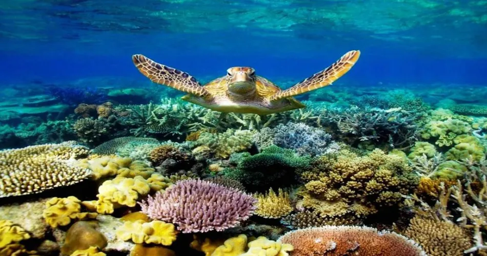 Coral in Phu Quoc Vietnam