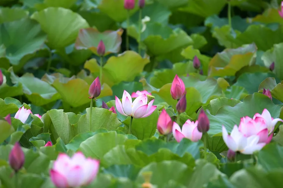 Lotus pond in full bloom