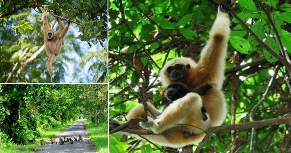 Vietnam's rich animals