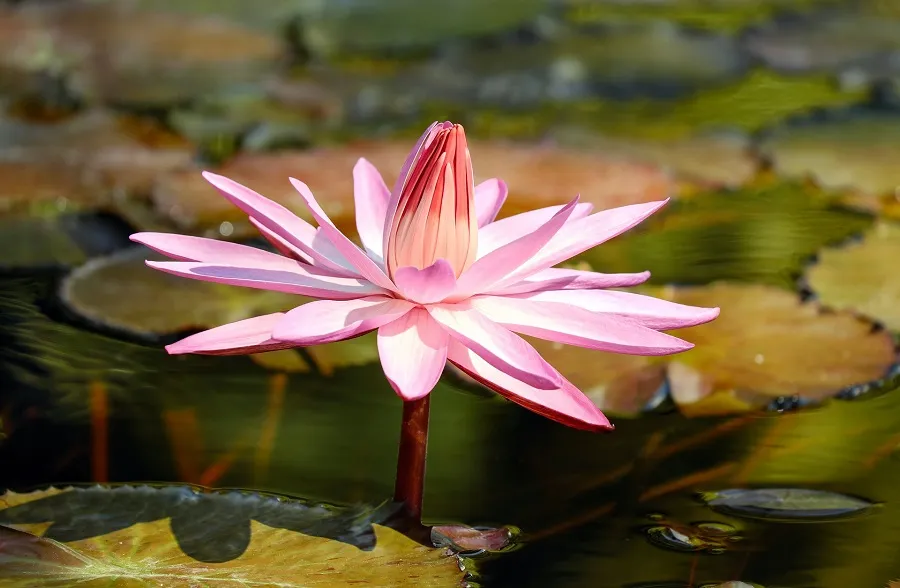 Water lilies in full bloom