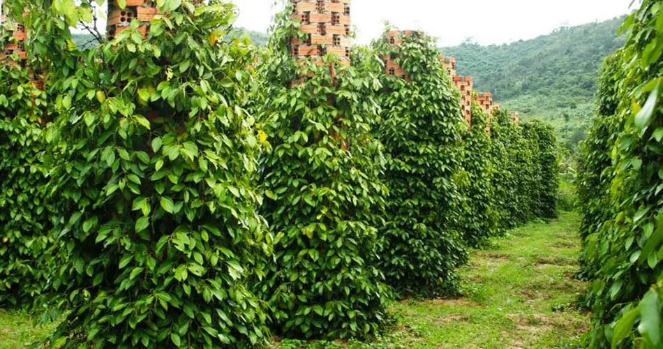 Phu Quoc Pepper Farm