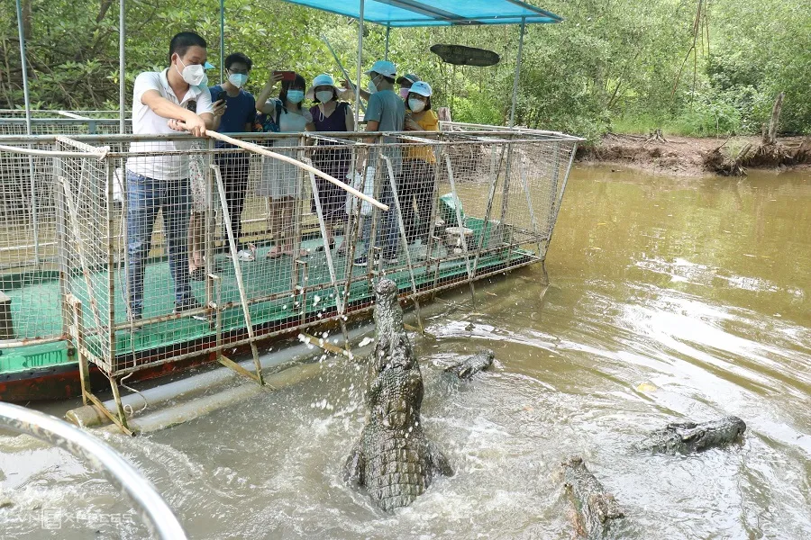 Crocodile feeding experience activity