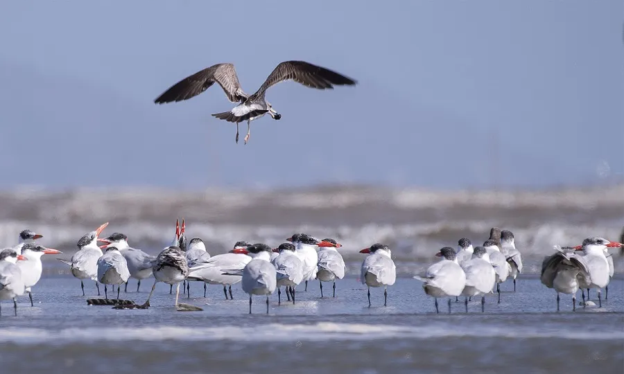 The Bird Sanctuary is a resting place for hundreds of bird species