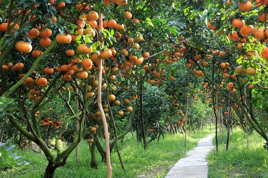 Vườn trái vây với đủ loại hoa quả