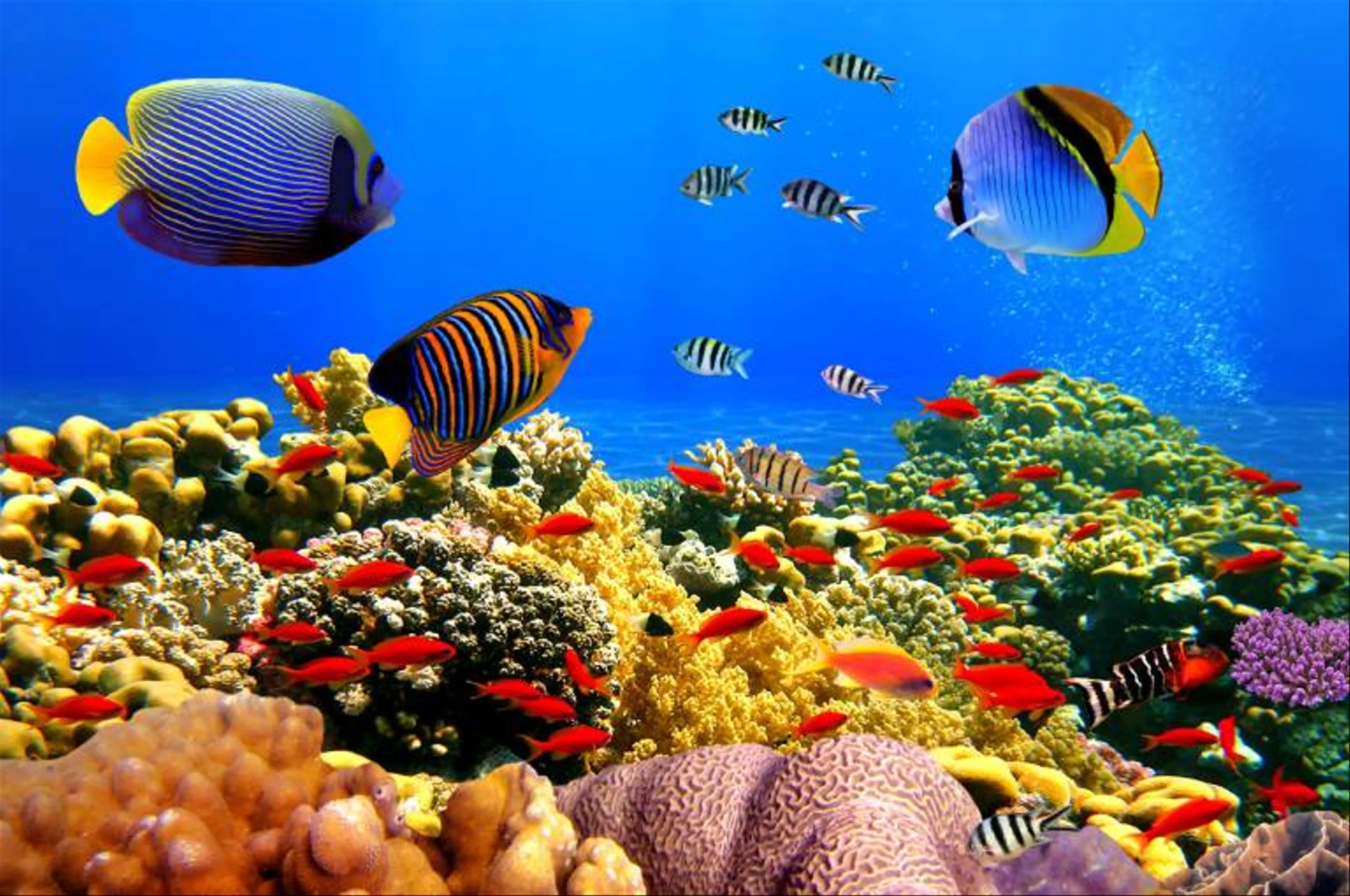 Top 5 địa điểm lặn ngắm san hô đẹp nhất ở đảo ngọc