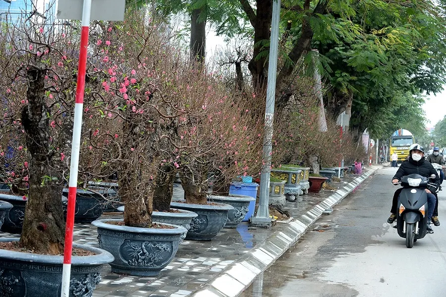 Đào mai khoe sắc tại chợ hoa dọc đường Lạc Long Quân