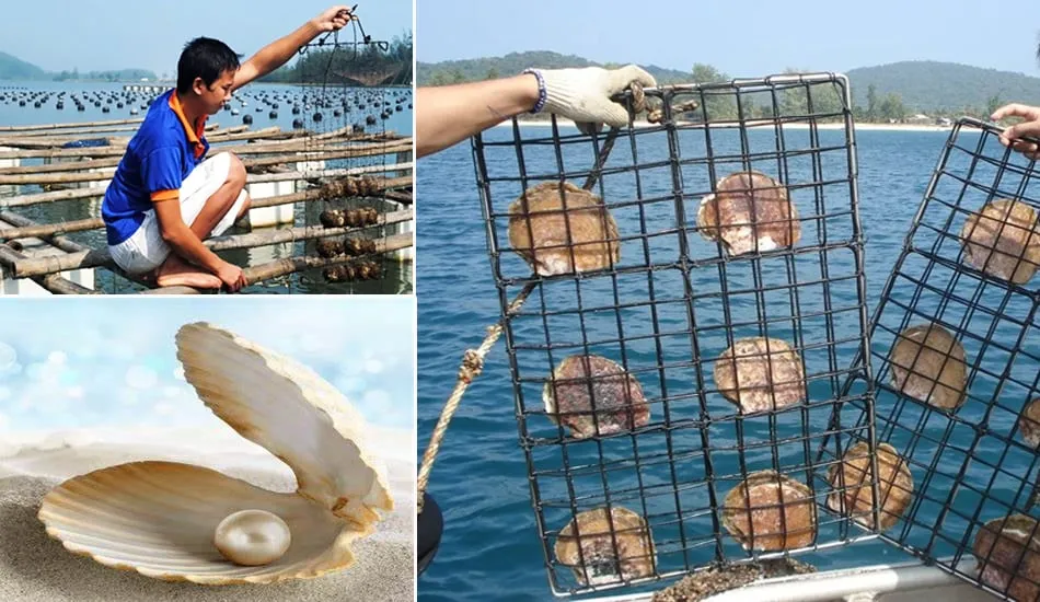 Pearl farming area in Ham Ninh Phu Quoc fishing village