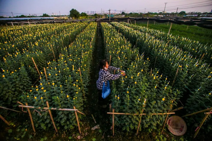 Nghi Tam flower village before spring comes