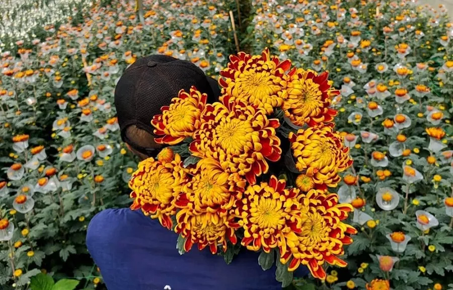 Ngoc Ha flower village with all kinds of colorful flowers