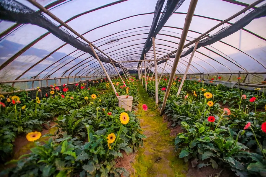 Tay Tuu flower village is a place that provides many types of flowers at preferential prices