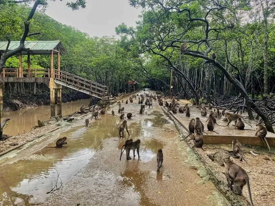 Monkey Hill is where many monkeys live