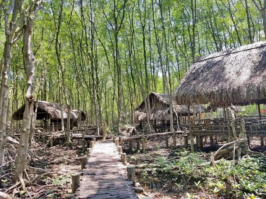 Sac Can Gio Forest with interesting things