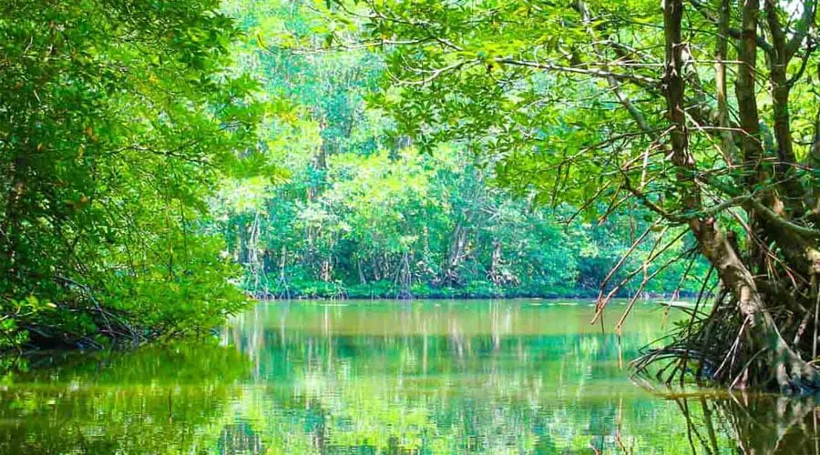 Can Gio mangrove forest, natural beauty bestowed by nature