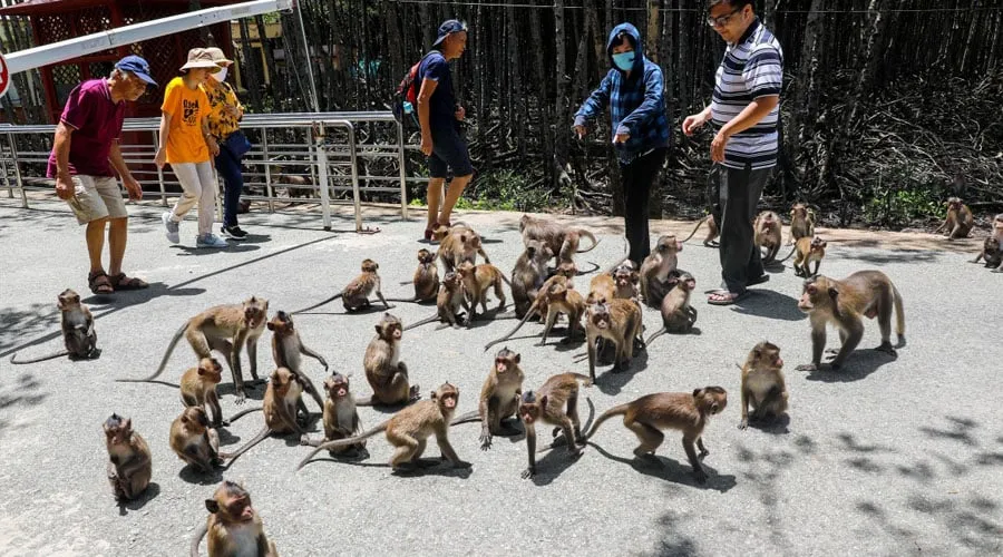 play with monkeys on can gio monkey island