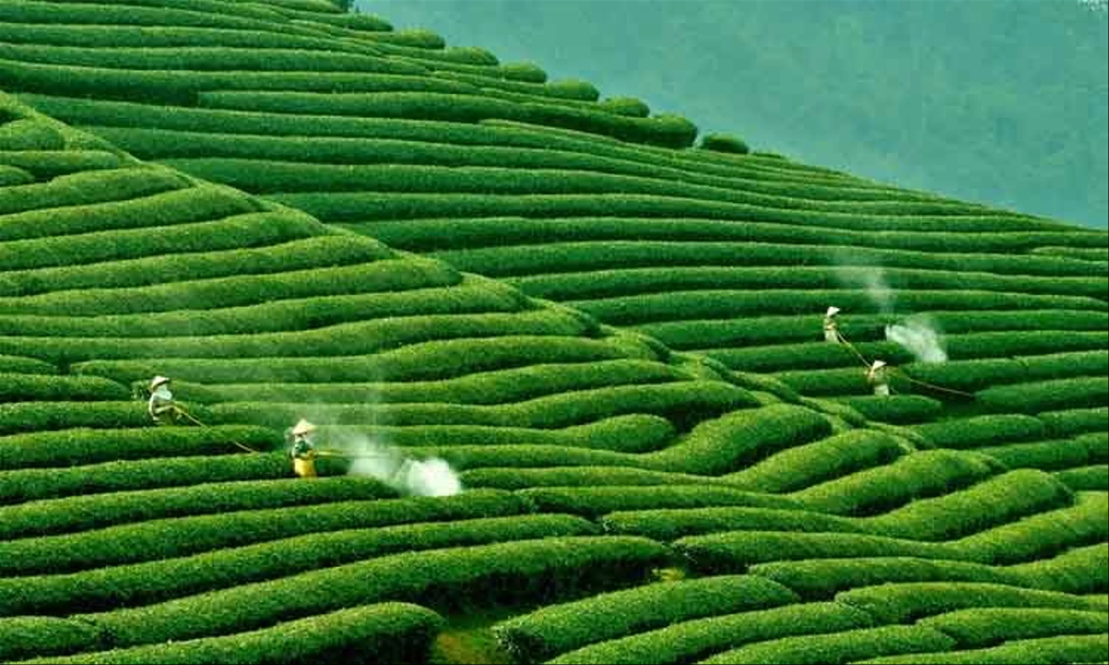 Explore the Beauty of Moc Chau, Son La