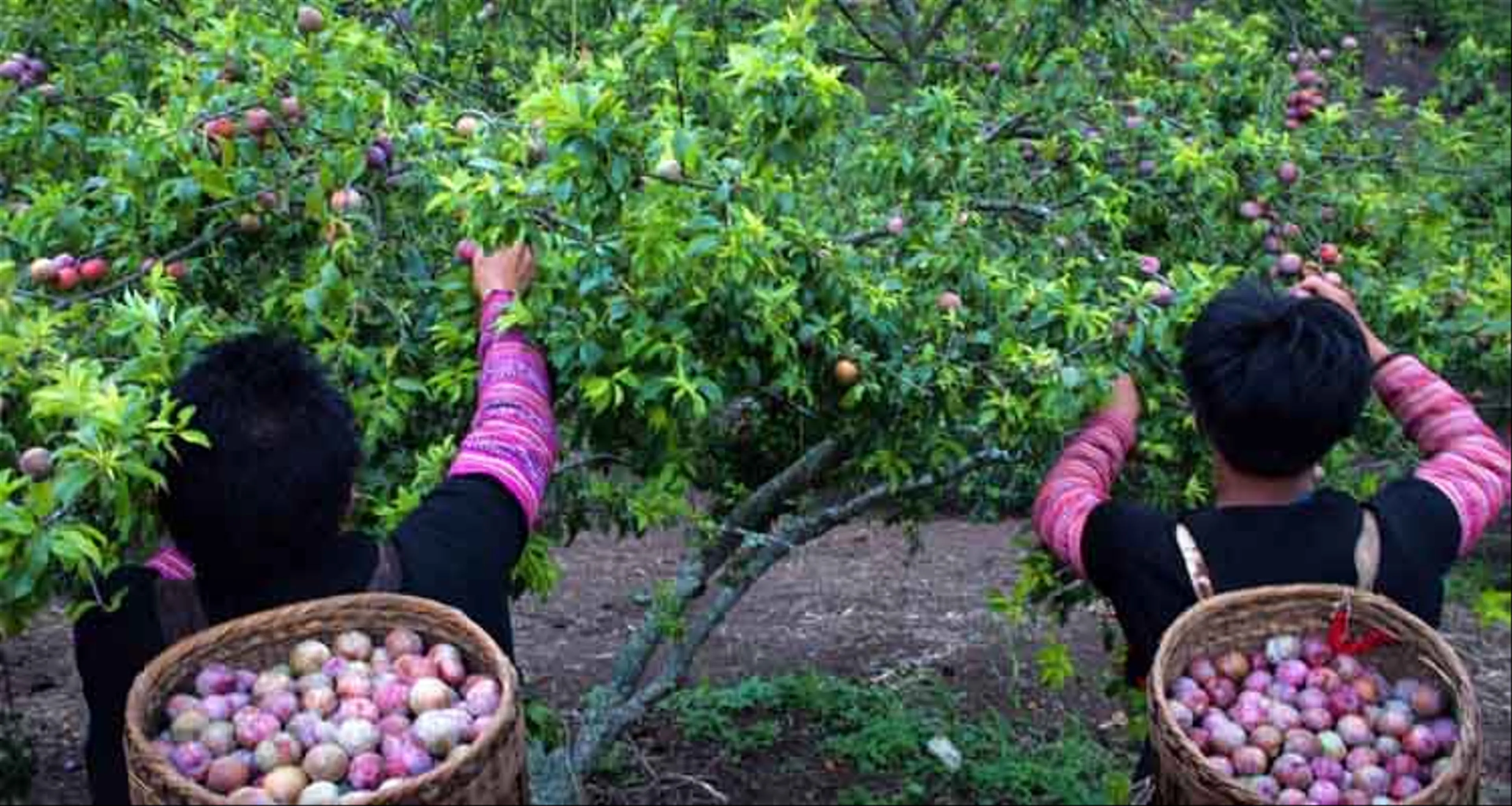 Explore Moc Chau plum garden in Son La