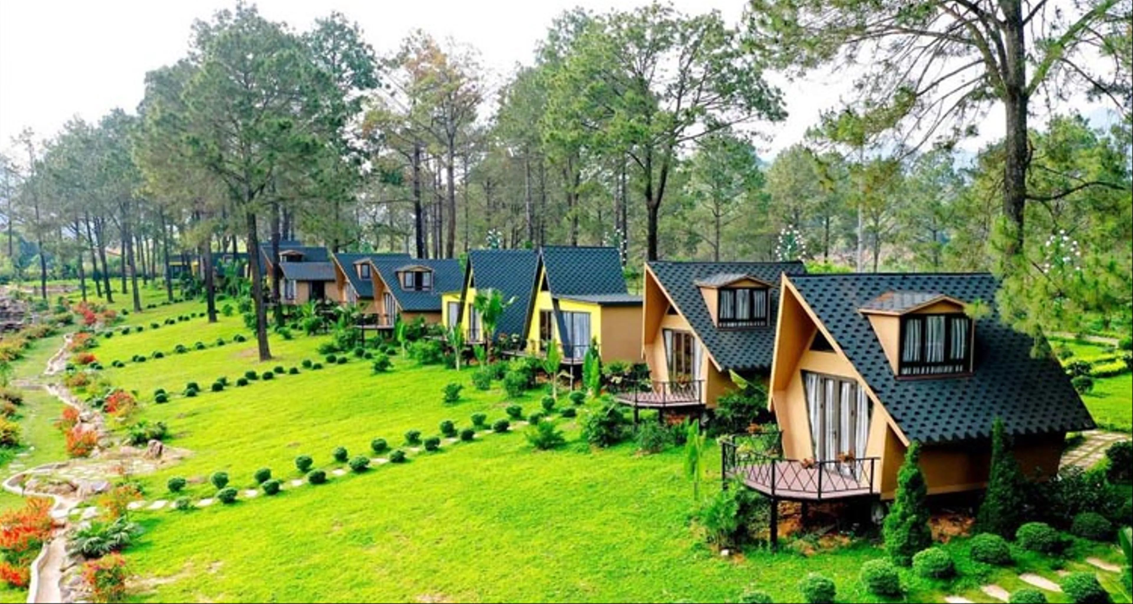 Visit the pine forest in Moc Chau, Son La village
