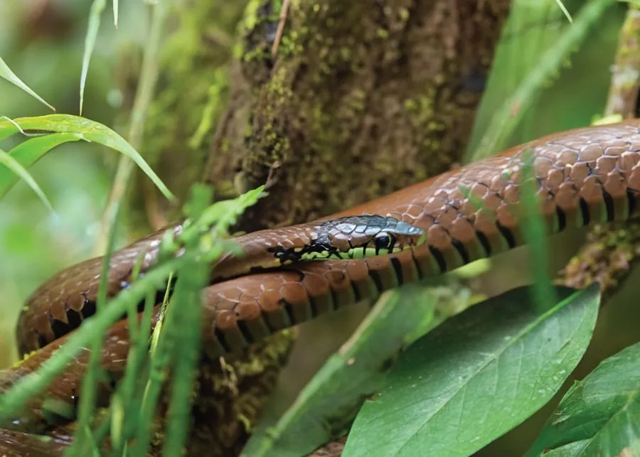 Reptiles in Cuc Phuong forest