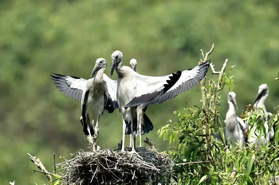 Thung Nham possesses an extremely diverse ecosystem