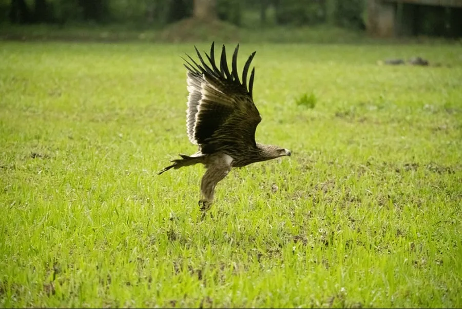 Cuc Phuong is famous for its diversity of animals