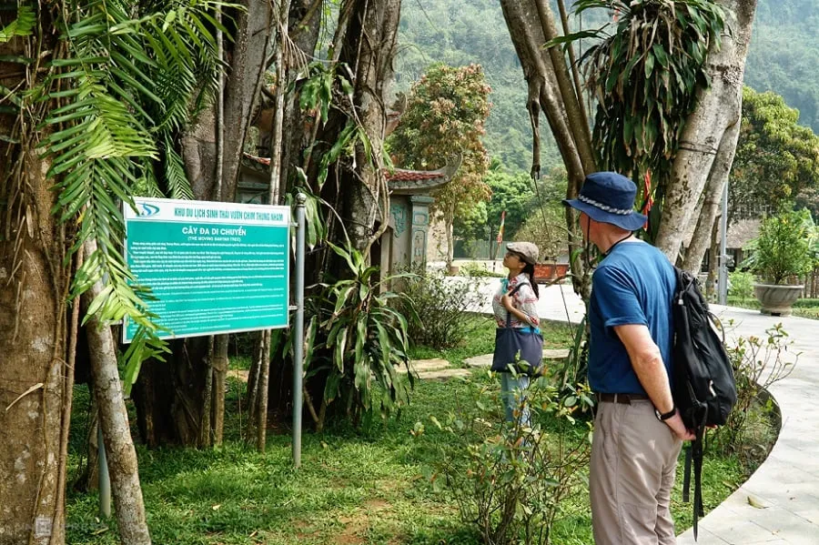 Cây đa di chuyển là một trong những điểm nhấn tâm linh được quan tâm