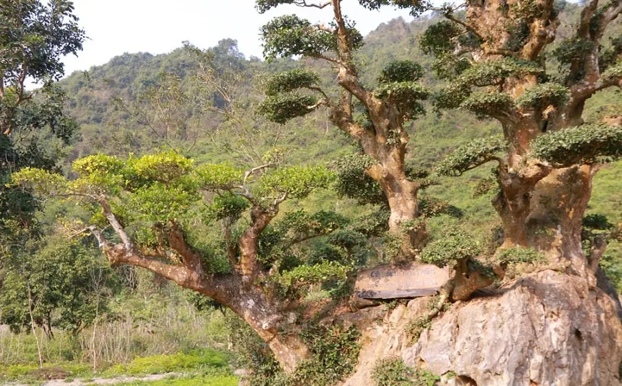 Cây Duối với tuổi thọ hàng nghìn năm tuổi