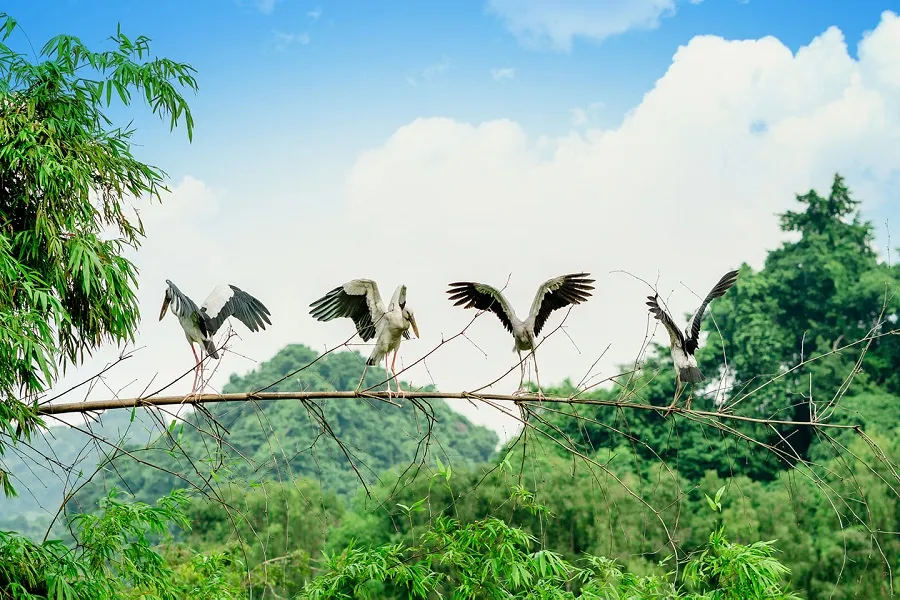 Thung Nham là nơi sinh sống của hàng trăm cá thể chim