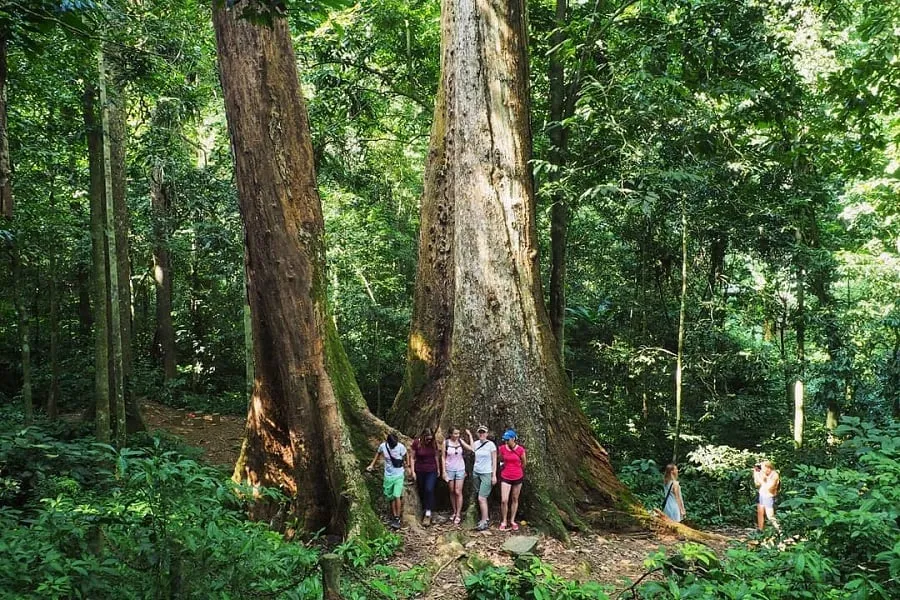 Walking in the forest always brings a feeling of excitement to visitors