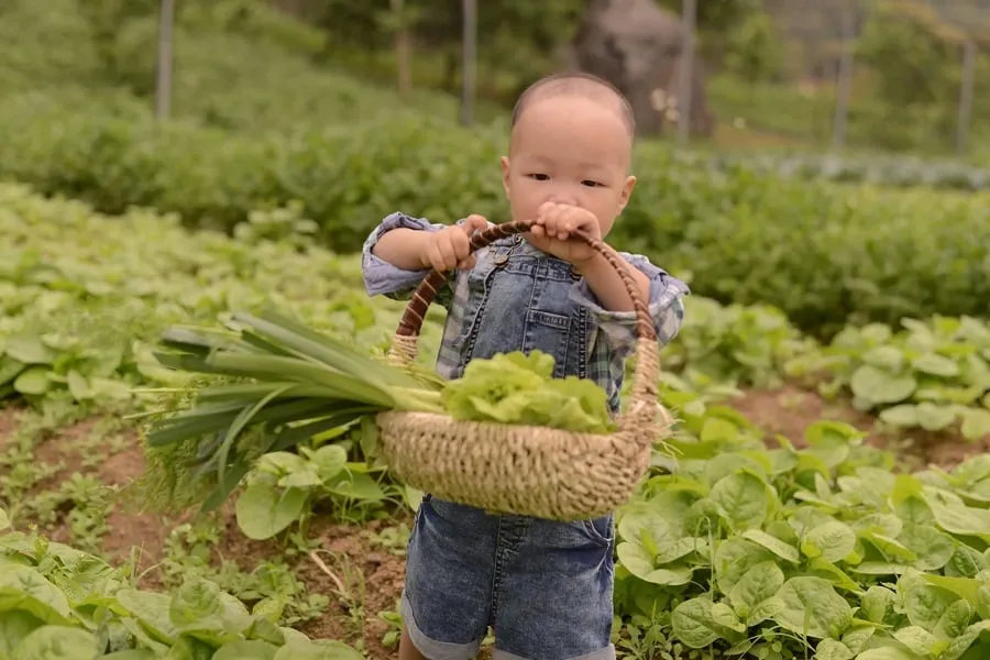 Trải nghiệm cảm giác tự tay thu hoạch rau củ