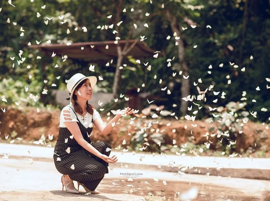 Hàng trăm loài bướm đua nhau khoe sắc