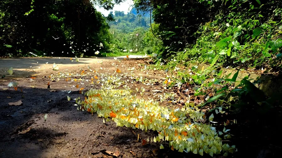 Mùa bướm tạo ra những bức ảnh lung linh rực rỡ