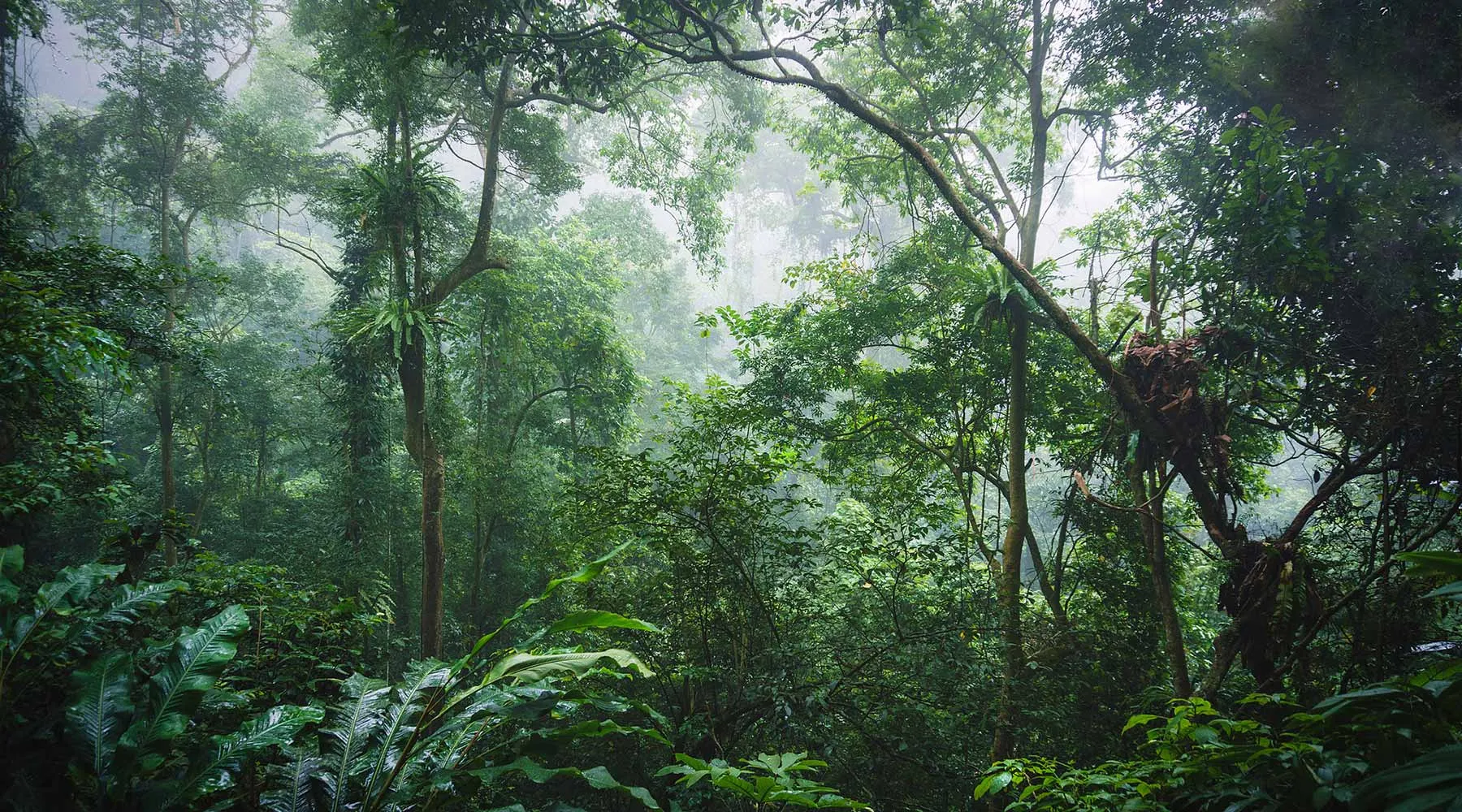 Cuc Phuong National Park in the rainy season