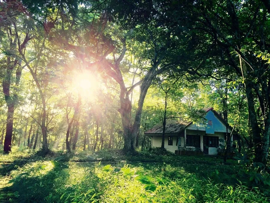 Cuc Phuong Forest with many interesting and mysterious sculptures