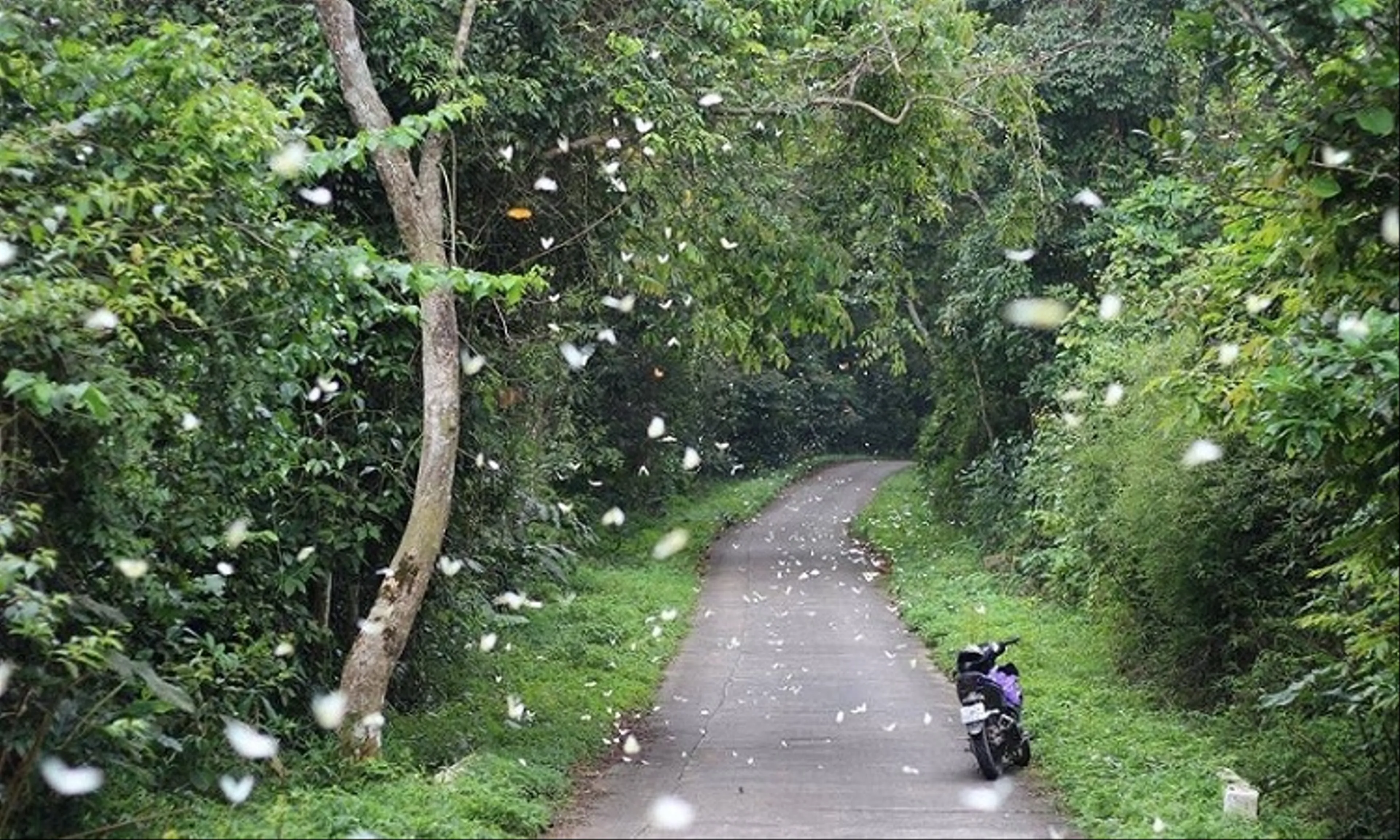 Cuc Phuong National Park Travel Guide for Nature Lovers