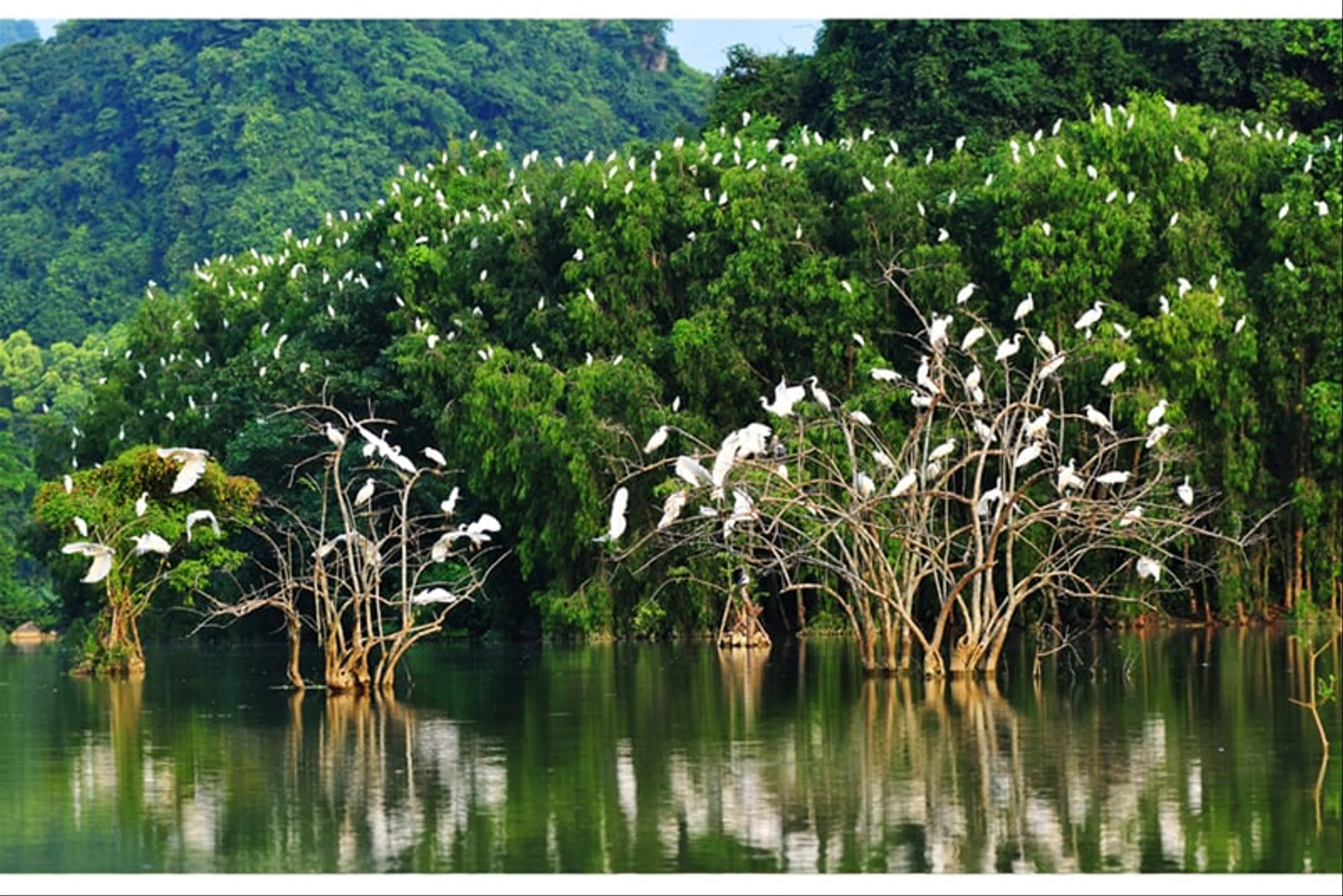 Thung Nham Bird Garden Travel Guide for Families