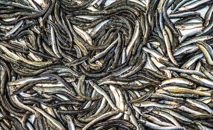 Goby fish is a very nutritious fish that can be used for many dishes