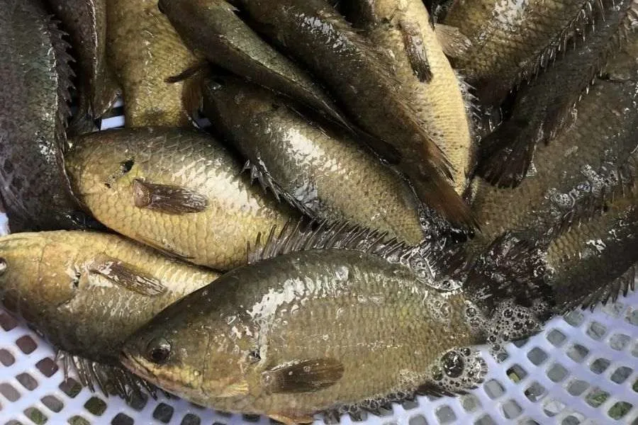 Cá rô vào mùa thị chắc, ngọt, dai