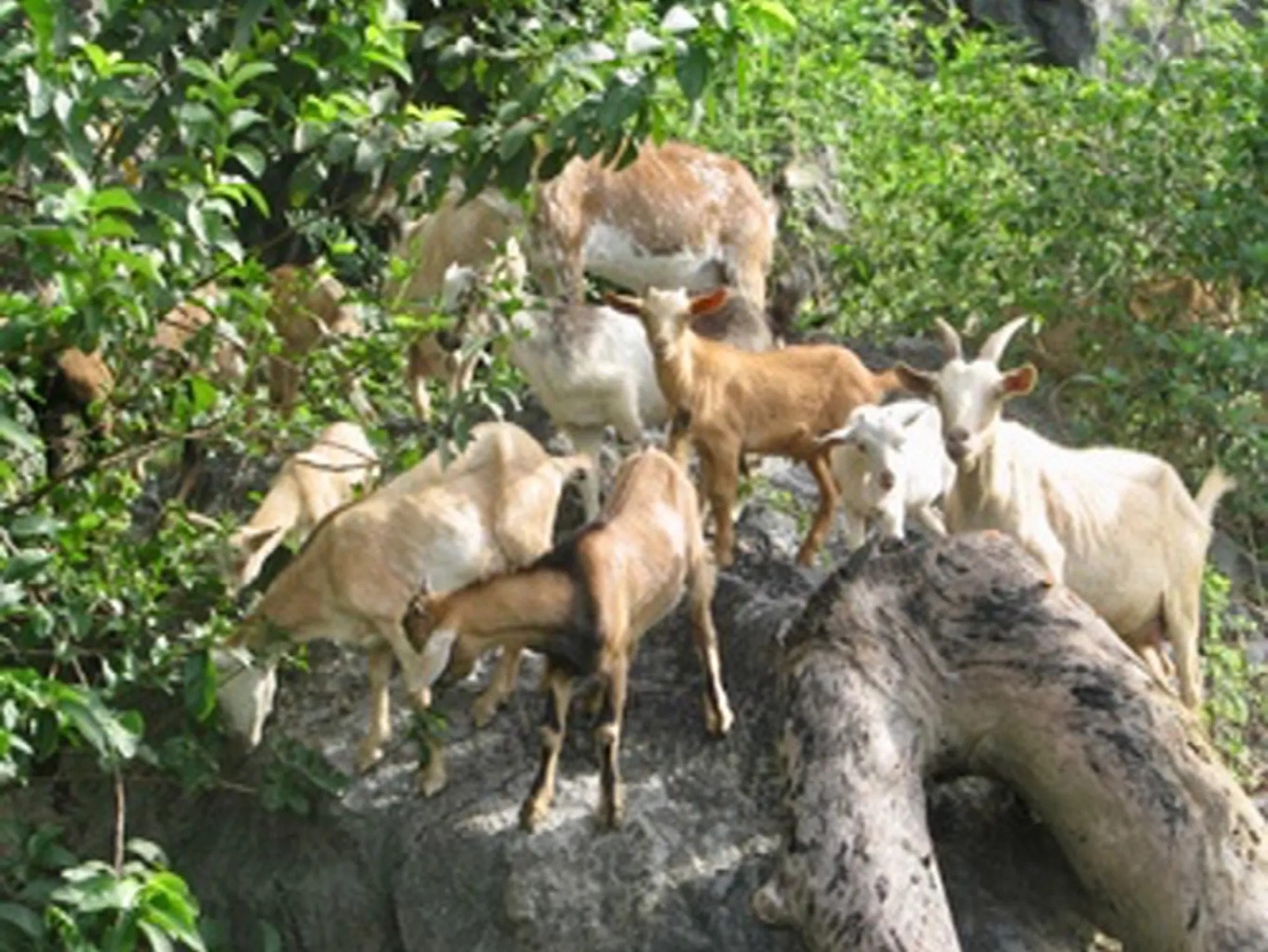 Naturally Grazed Mountain Goats