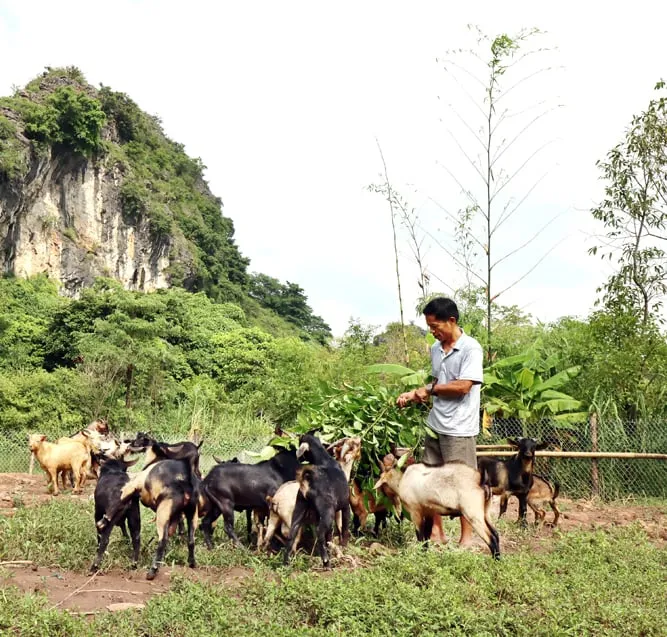 Breeding Ninh Binh Mountain Goat