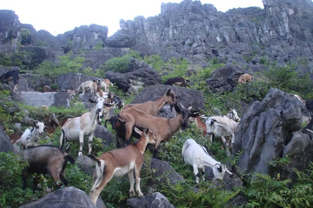 Mountain goats are grazed naturally