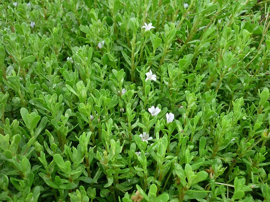 Bitter herbs have a mildly bitter aromatic flavor