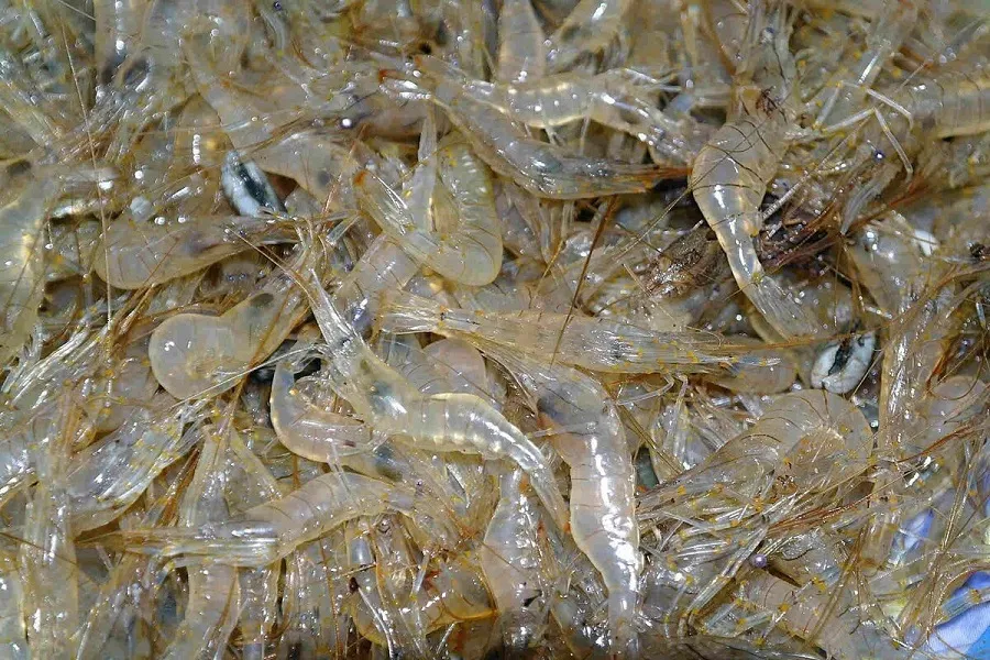 Shrimp chosen to make fish sauce must be fresh