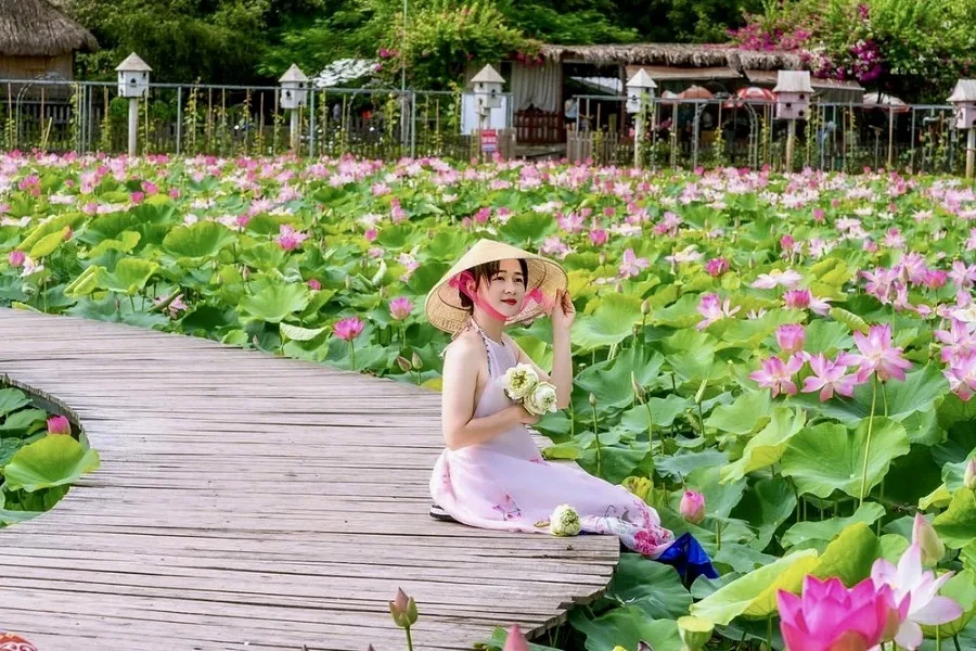 The lotus pond is fragrant and peaceful