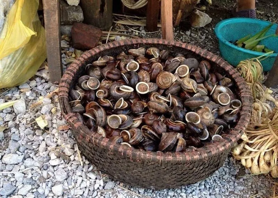 Mountain snails have different prices depending on the size and quality of the snails